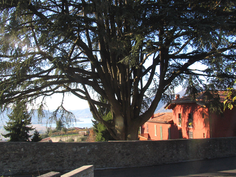 Cedrus atlantica (Endl.) Carriere / Cedro d''Atlante